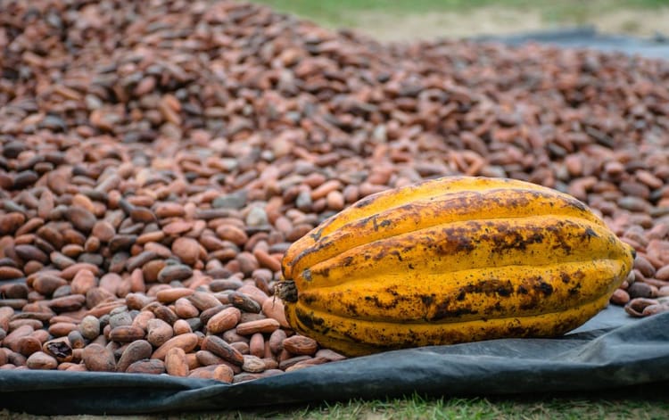 Latin American Farmers Join the Cocoa Rush, FT Reports