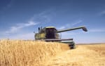 Global Wheat Stocks Dwindle for Fifth Straight Year, Intensifying Export Competition